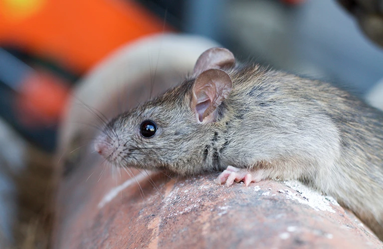 a rat on a pipe