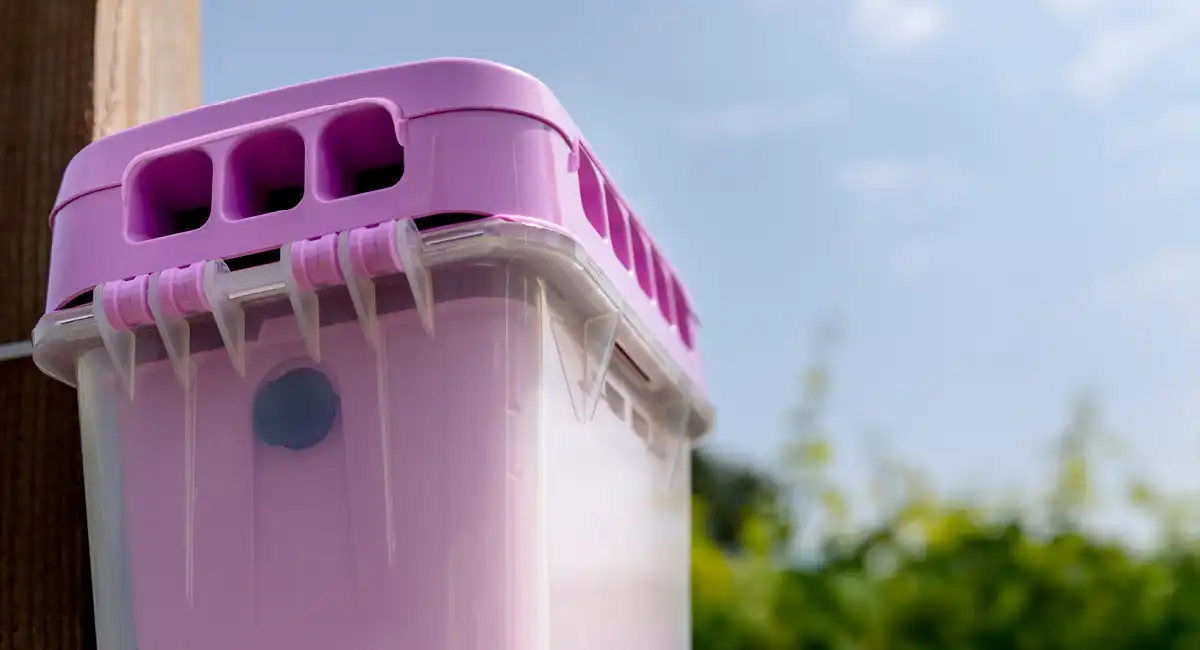 EcoCatch wasps box outside