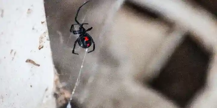 black widow on it's web