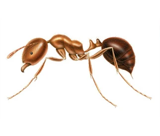 ant