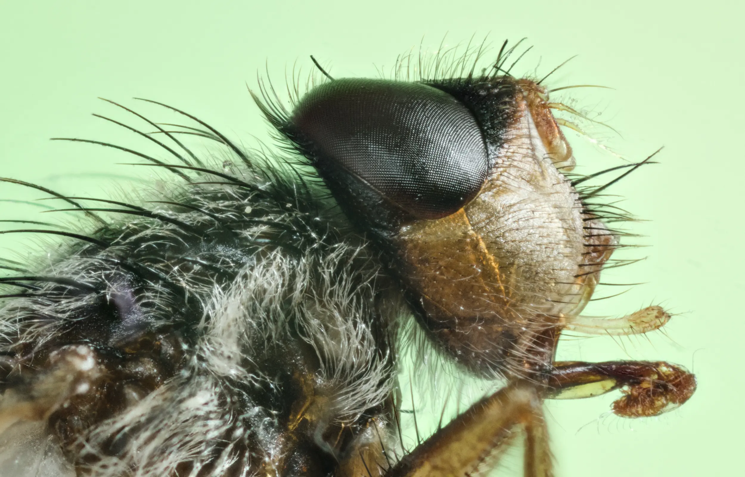 Macro House Fly