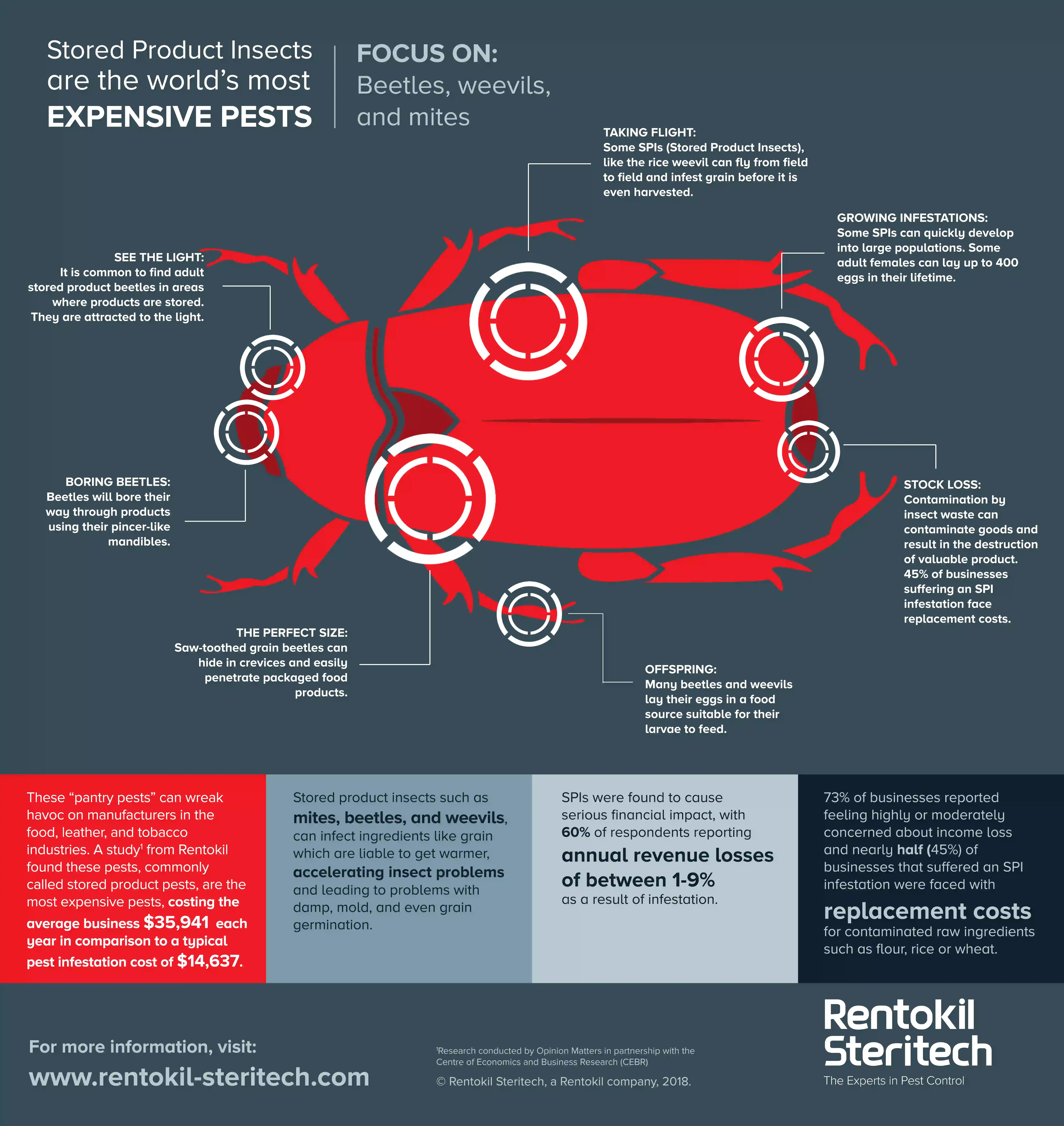 Beetles Infographic