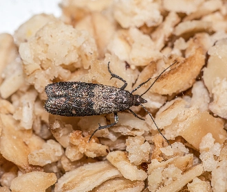 Indian meal moth