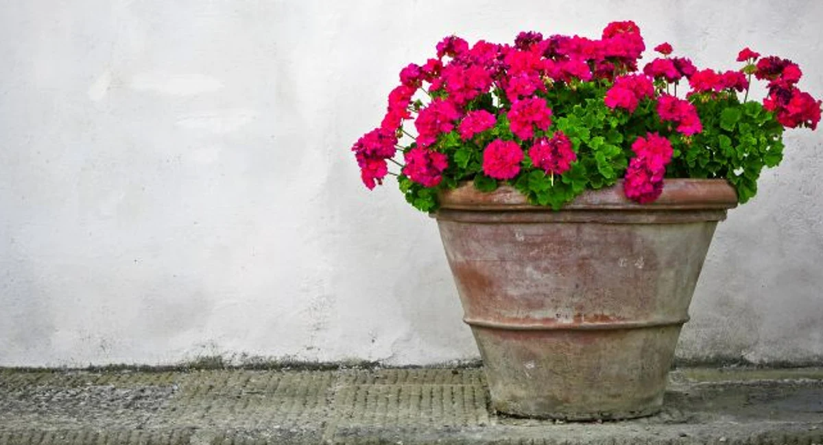 Check potted plants for mosquito breeding source