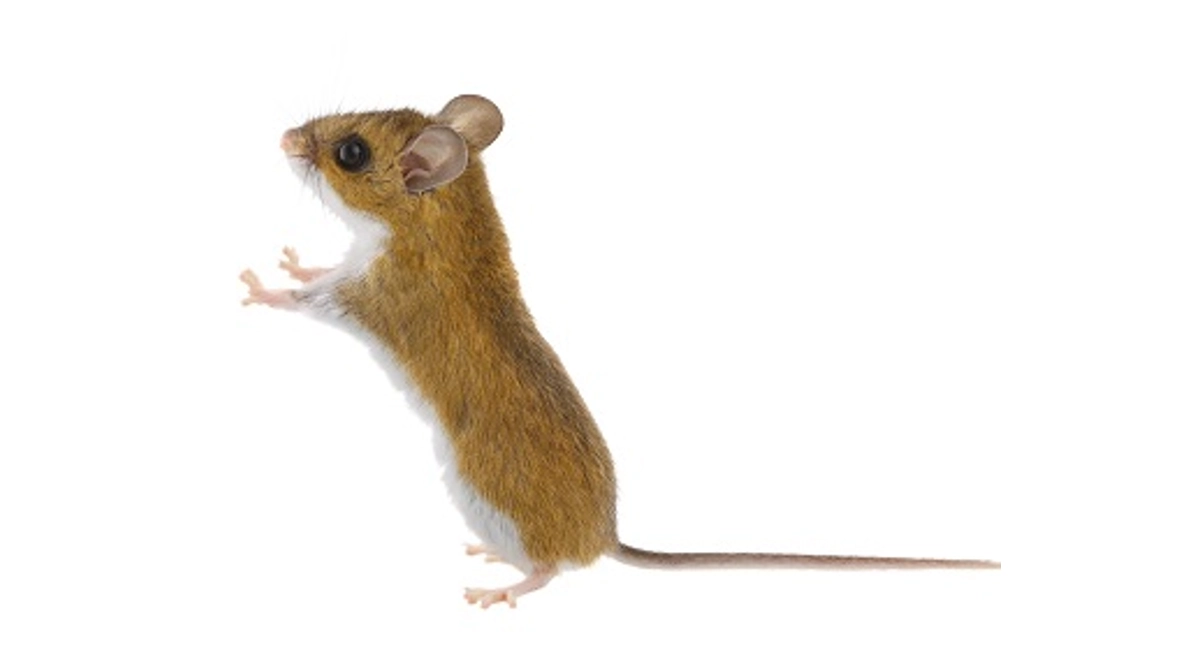 Deer mouse