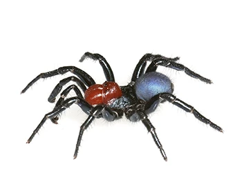 Red Headed Mouse Spider