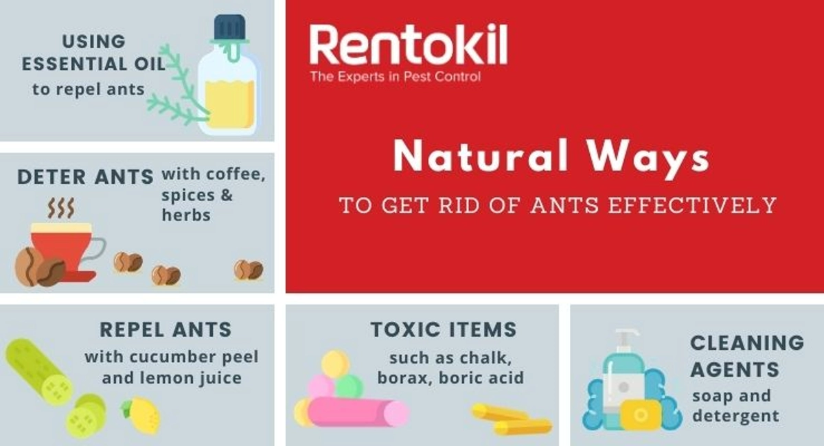 Debugged Blog Ten Questions To Ask About Ants Control Natural Ways To Get Rid Of Ants
