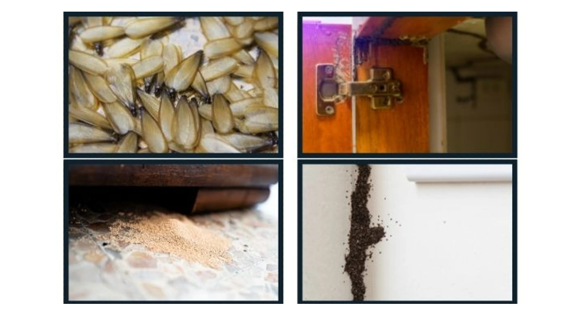apartment buildings are not spared from termite infestations