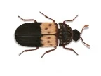 Larder Beetle