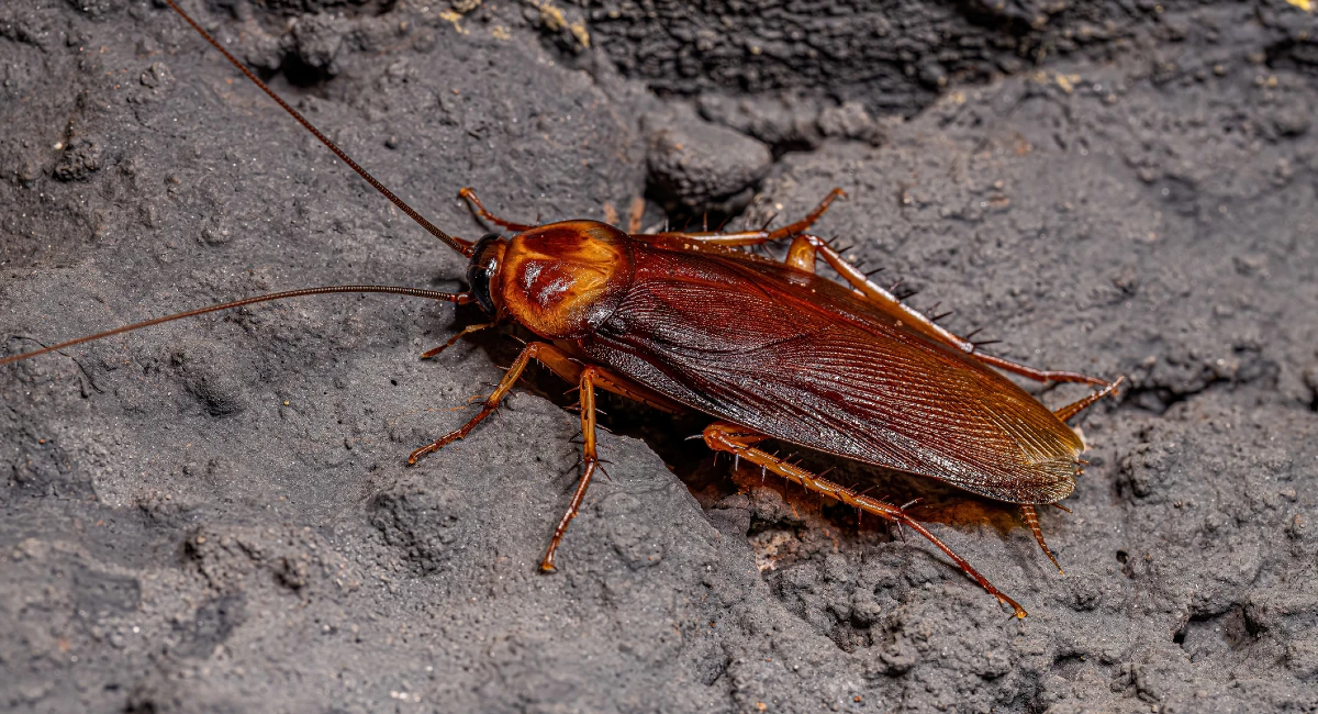 American cockroach