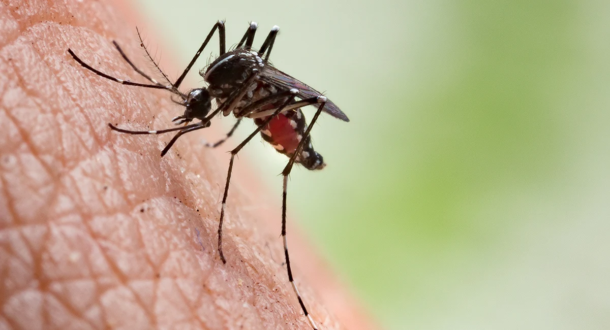 mosquito feeding