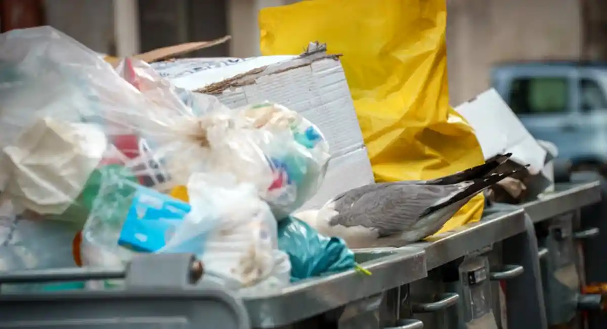 Overloaded trash bins on the street