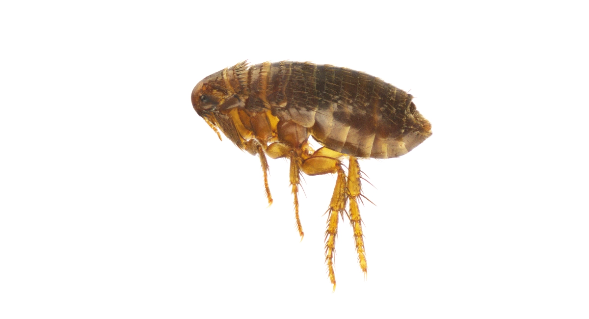 cat flea
