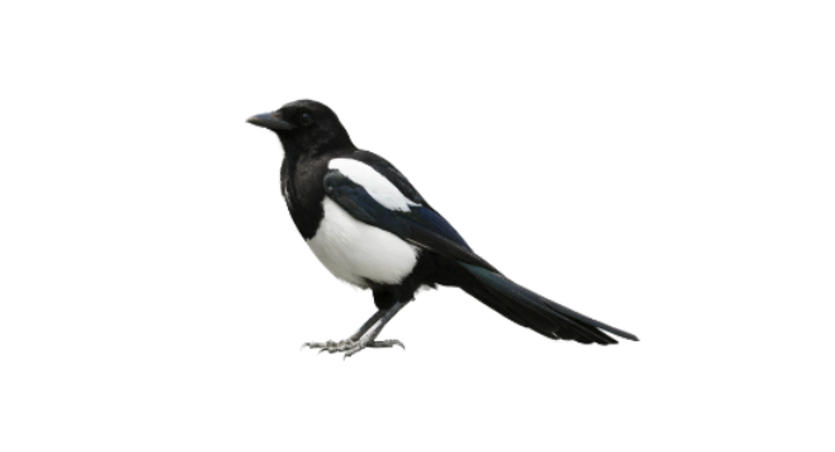 Ekster