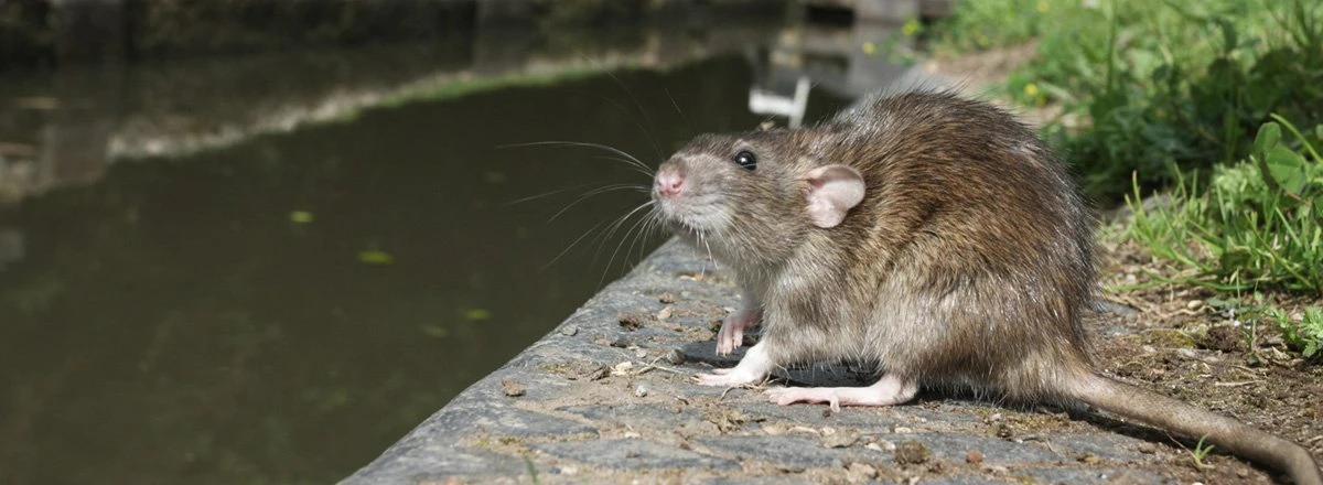 Rodent Borne