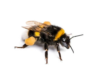 Bumble Bee