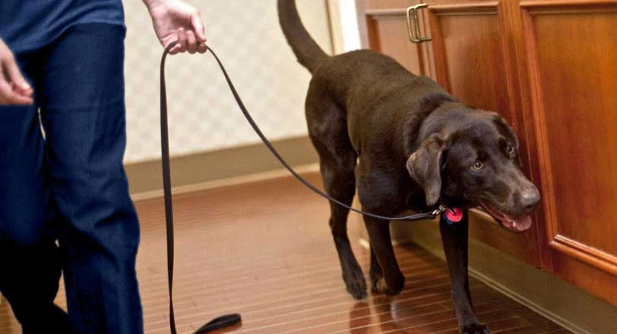 dogs on hotel bed