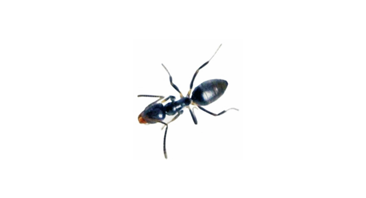 ant