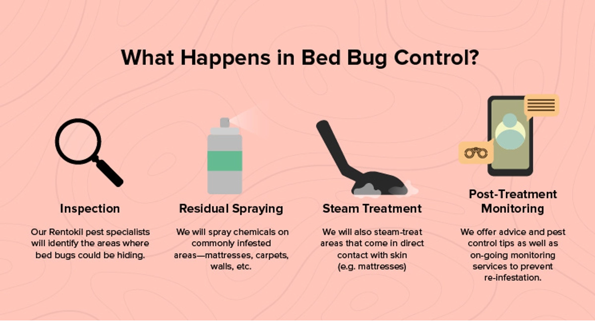 What happens in bed bug control