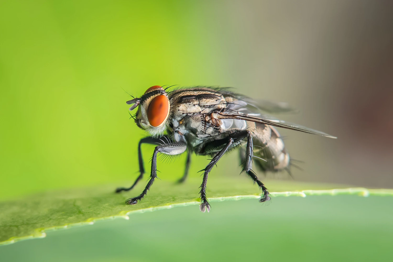Pest challenges fly infestation