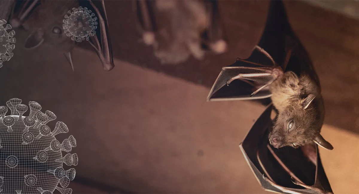 Bats linked to the spread of the coronavirus