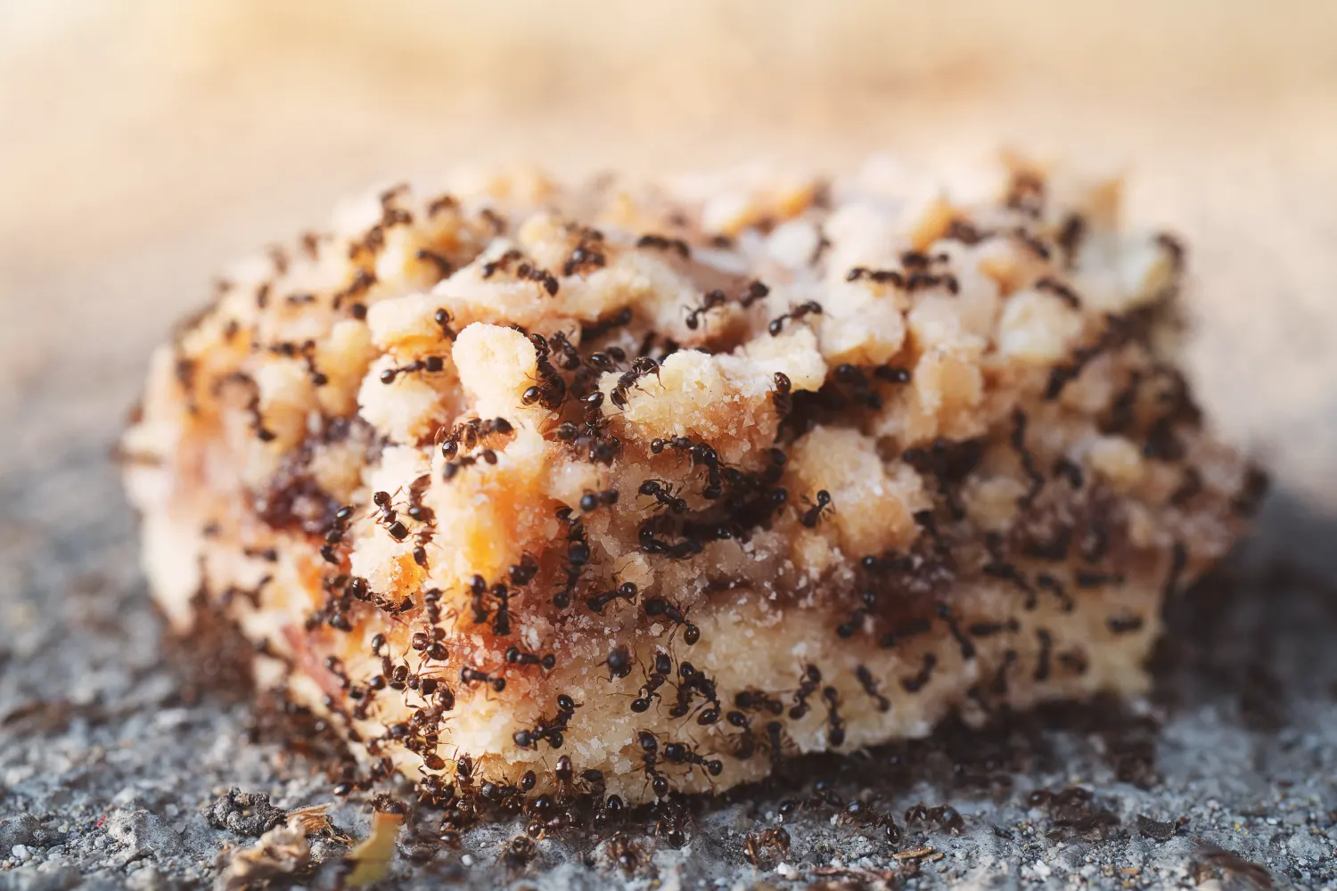 Ants are attracted to sweets and sugar