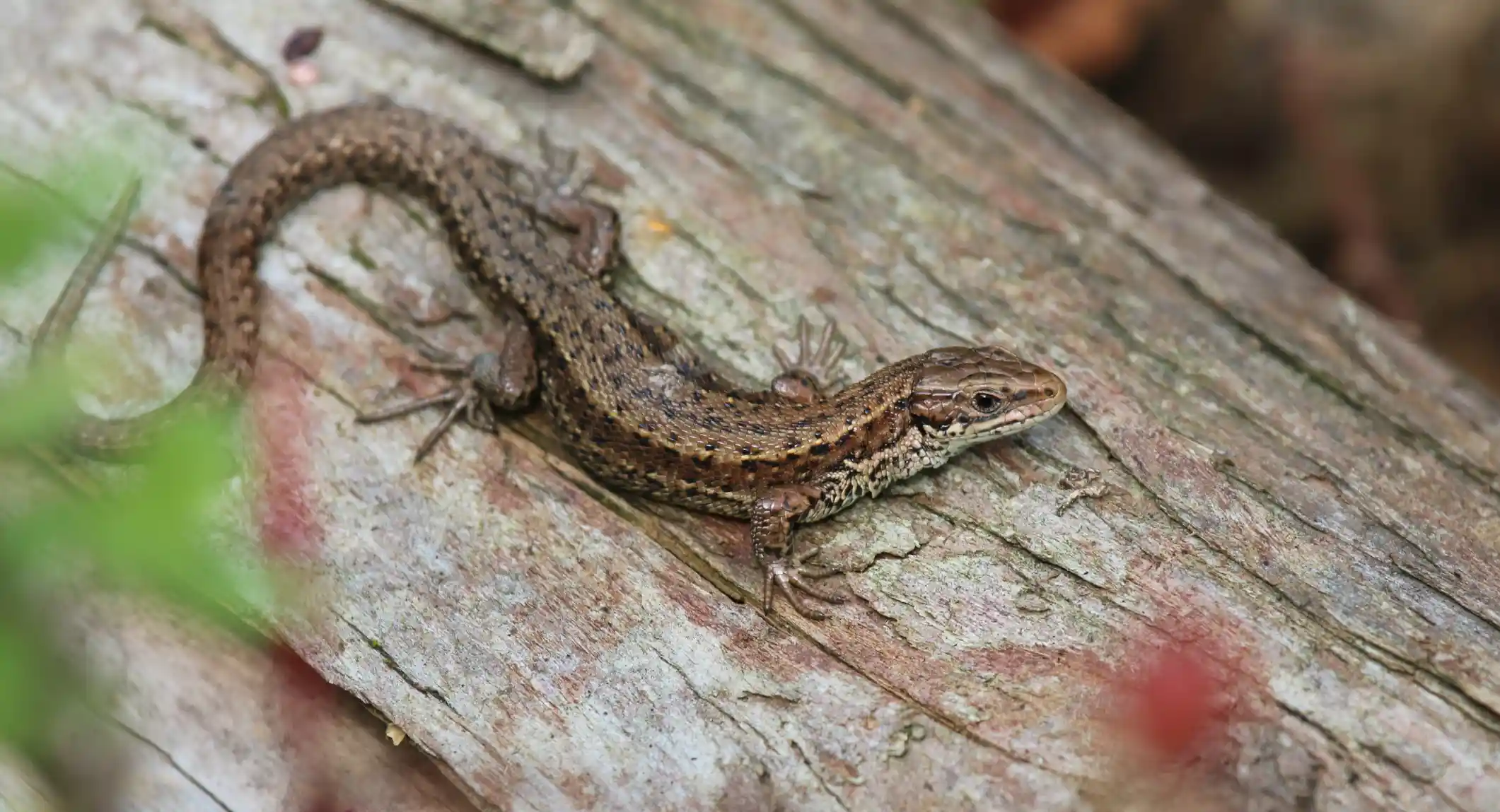 What attracts lizards in your home?