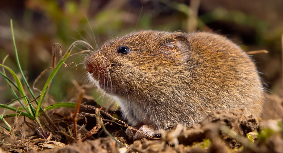 Veldmuis