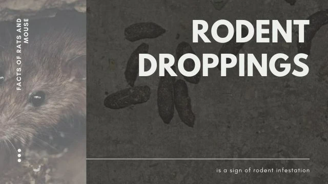 Droppings a sign of rodent infestation