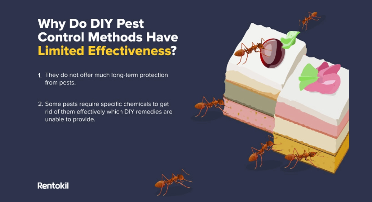 Why Do DIY Pest Control Methods Have Limited Effectiveness