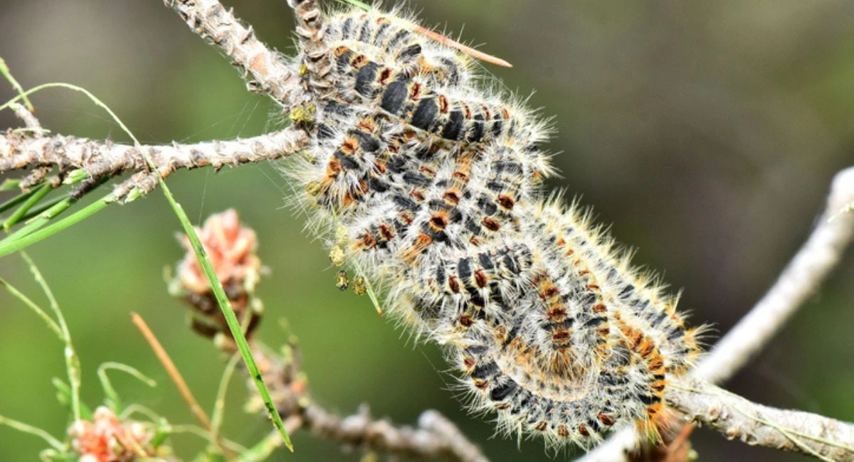 chenille processionnaire du pin