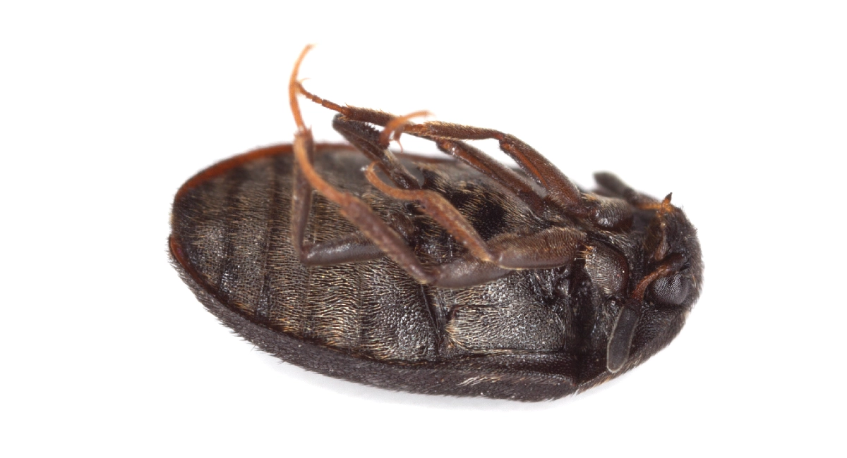 Fur Beetle