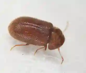 Drugstore beetle