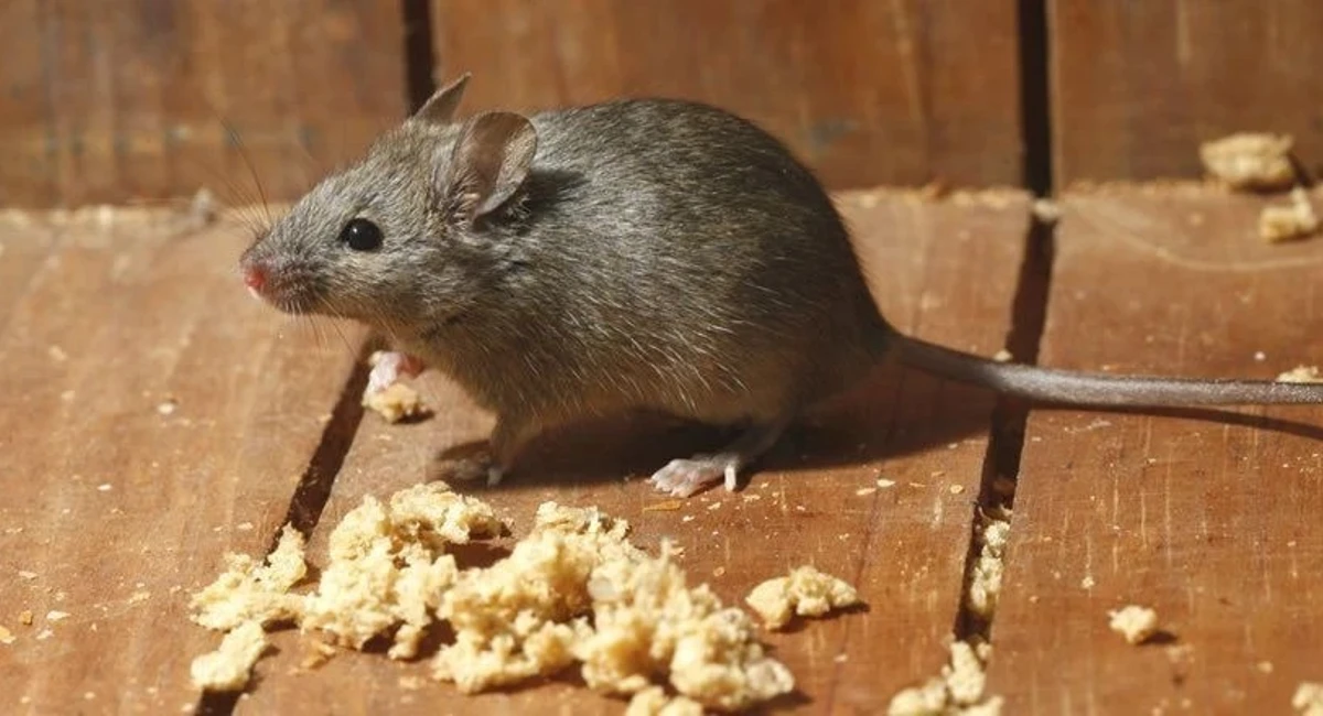 Muis