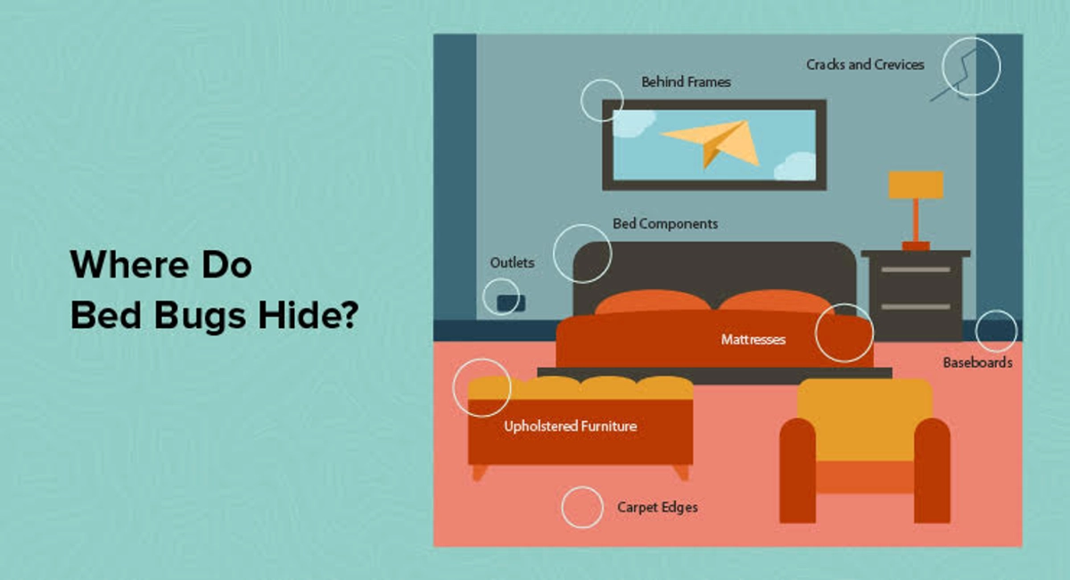 Where do bed bugs hide