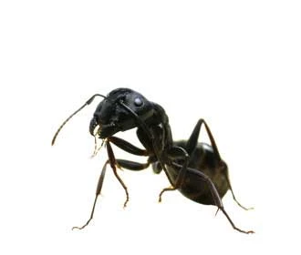 ant
