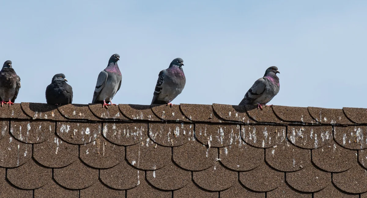 pigeons-on-rooftops
