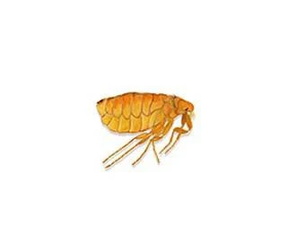 Bird flea