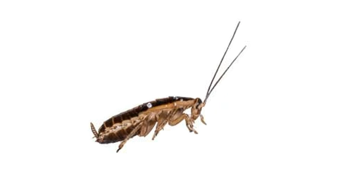 ant
