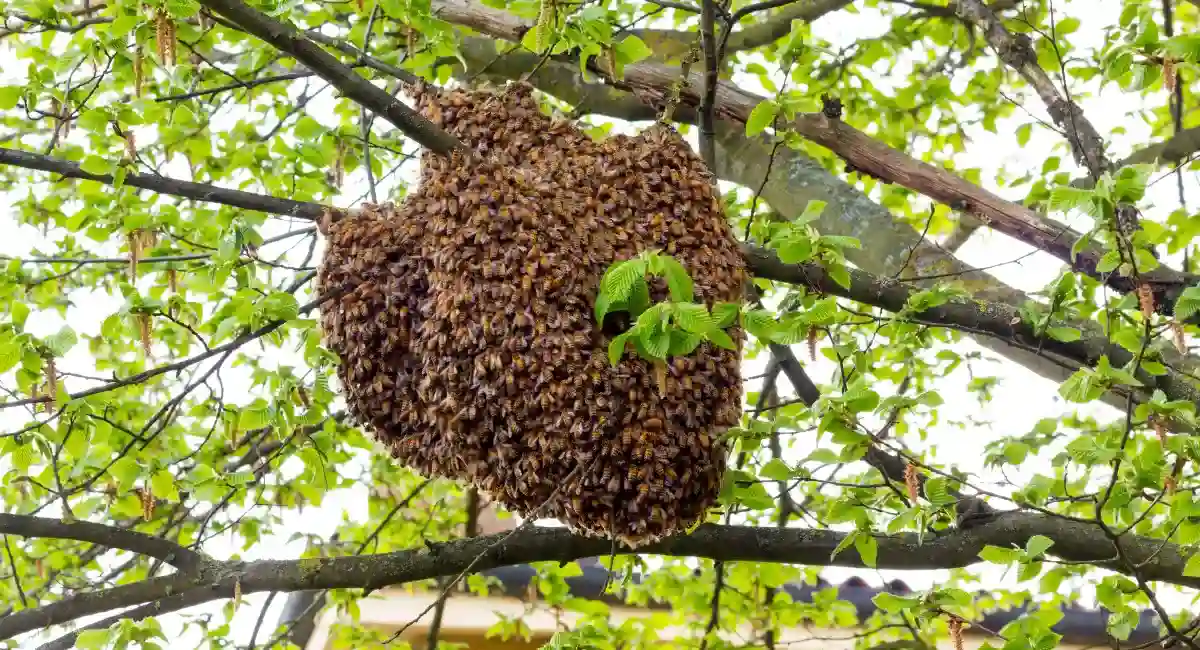 Bees