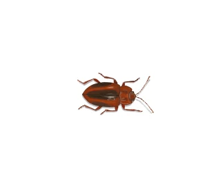 Fungus beetles (Family Cryptophagidae) 