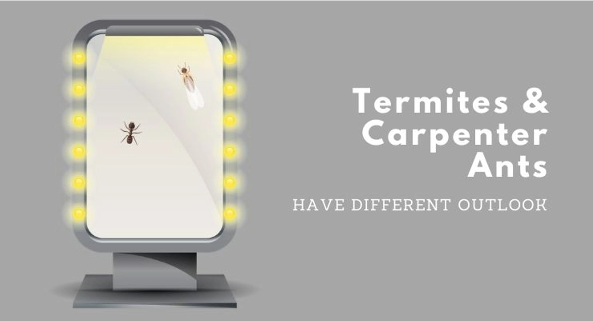 Debugged Blog Learn The Difference Between Termites And Carpenter Ants Different Outlook