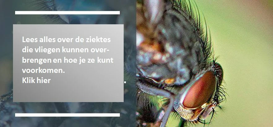 Vliegen brengen ziektes over