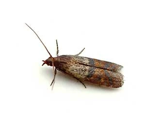 Indian meal moth