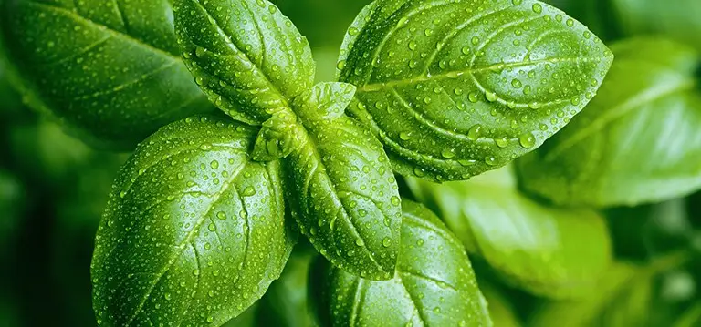 Basil plant
