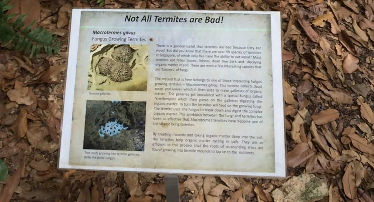 not all termites are bad
