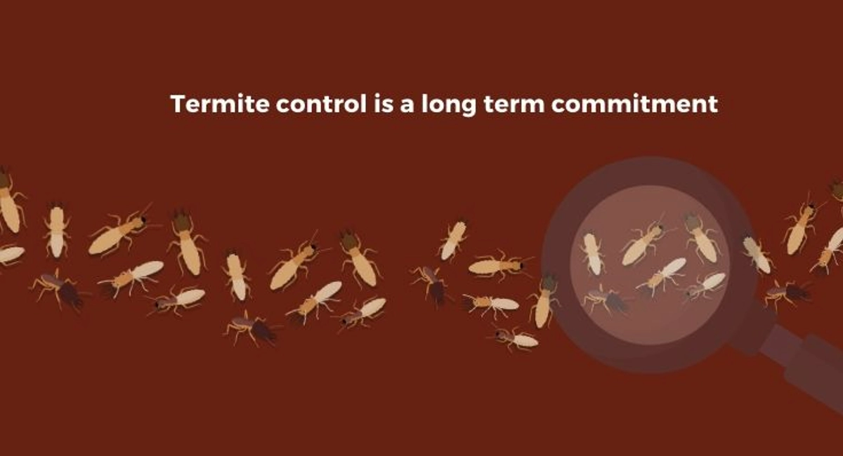 Debugged Blog When Do You Engage Termite Control Termite Is A Long Term Commitment
