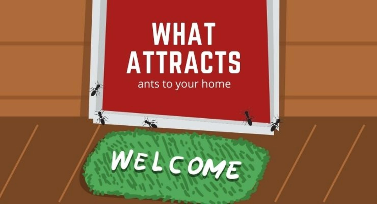 Debugged Blog Ten Questions To Ask About Ants Control what Attracts Ants