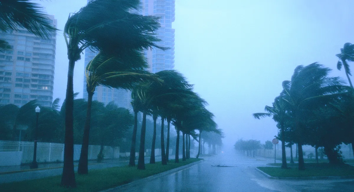 Trees and rain in a storm
