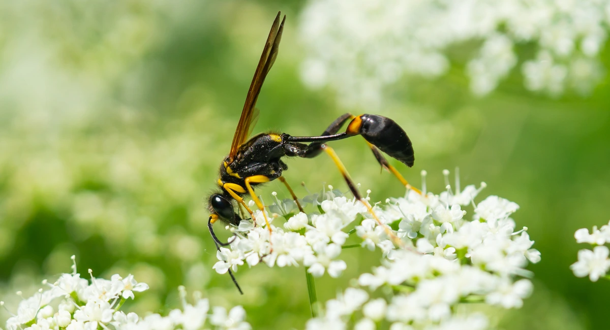 Les guêpes pollinisent
